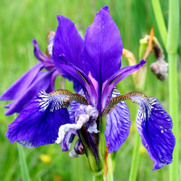 Iris | Robe Midi Multicolore Polyvalente main image 1