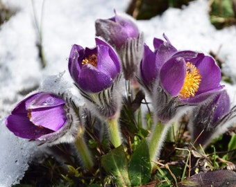 CUTLEAF ANEMONE Seeds *Free Shipping!* Fresh & Organic Anemone patens Seeds | Purple Outdoor Flower Seeds for Planting | Cold Tolerant