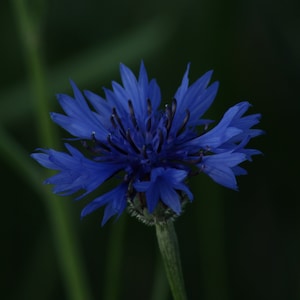 BLACK CORNFLOWER Seeds *FREE Shipping!* Fresh & Organic Centaurea cyanus Black Annual Flower Seeds Bulk