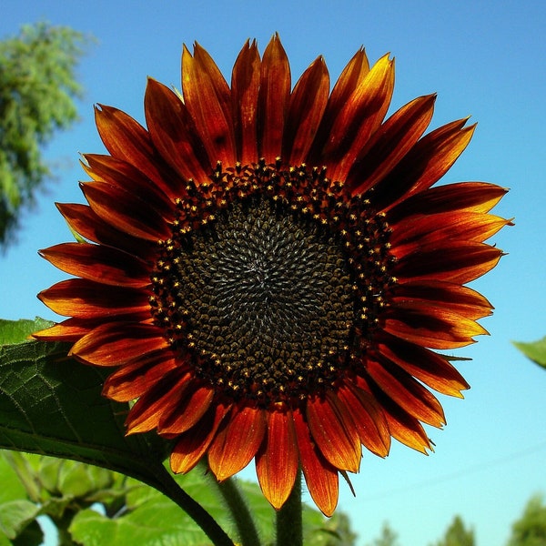 VELVET QUEEN SUNFLOWER Seeds *Free Shipping!* Fresh & Organic Heirloom Helianthus annuus Seeds | Yellow Outdoor Flower Seeds for Planting