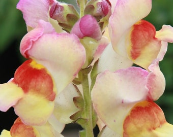 Puede incluir: Primer plano de un grupo de flores de boca de dragón amarillas y rosadas con acentos rojos. Las flores están dispuestas en una línea vertical sobre un tallo verde.
