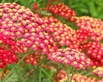 RUBRA YARROW Seeds *FREE Shipping!* Fresh & Organic Achillea Millefolium, Allheal, Bloodwort, Red Yarrow Plant Herb Flower Seeds Bulk