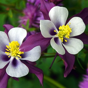 WILLIAM GUINNESS COLUMBINE Seeds *Free Shipping!* Fresh & Organic Aquilegia vulgaris seeds, Purple Outdoor Flower Seeds | Granny&#39;s Bonnet