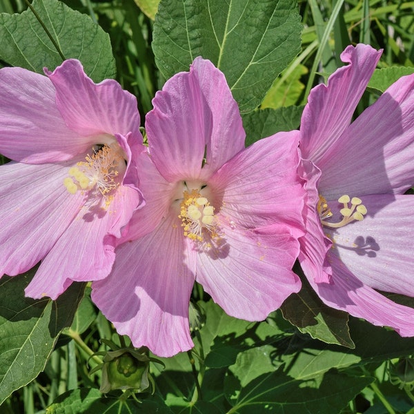 PINK HIBISCUS Seeds *Free Shipping!* Fresh & Organic Hibiscus moscheutos Seeds | Pink Outdoor Flower Seeds for Planting | Rose Mallow