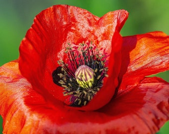 RED BREADSEED POPPY Seeds *Free Shipping!* Fresh & Organic Papaver somniferum Seeds | Cold Tolerant Red Outdoor Flower Seeds for Planting