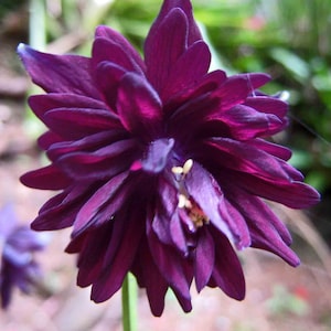 BLACK BARLOW COLUMBINE Seeds *Free Shipping!* Fresh & Organic Aquilegia vulgaris seeds, Purple Outdoor Flower Seeds Bulk | Granny&#39;s Bonnet