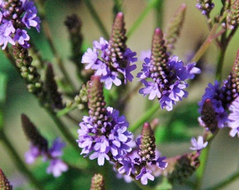 BLUE VERVAIN Seeds *Free Shipping!* Fresh & Organic Verbena hastata Seeds, Purple Outdoor Flower Seeds Bulk | Swamp Verbena Medicinal Herb