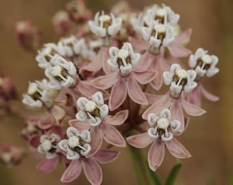 May include: A cluster of delicate pink and white flowers with white centers. The flowers have a star-shaped appearance and are arranged in a loose, natural cluster.
