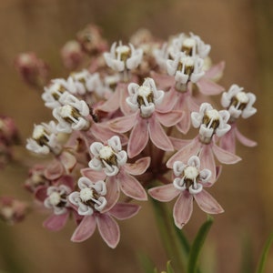 NARROWLEAF MILKWEED Seeds *FREE Shipping!* Fresh & Organic Asclepias fascicularis Pink Perennial Flower Seeds Bulk