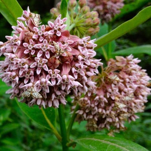 COMMON MILKWEED Seeds *FREE Shipping!* Fresh & Organic Asclepias syriaca Butterfly Attracting Pink Perennial Flower Seeds Bulk