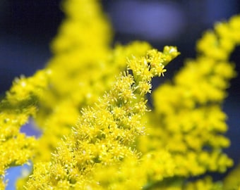 CANADIAN GOLDENROD Seeds *Free Shipping!* Fresh & Organic Solidago canadensis Seeds | Hardy Yellow Outdoor Flower Seeds for Planting