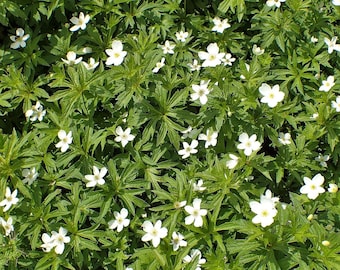 CANADA ANEMONE Seeds *Free Shipping!* Fresh & Organic Anemone canadensis Seeds | White Outdoor Flower Seeds for Planting | Ground Cover