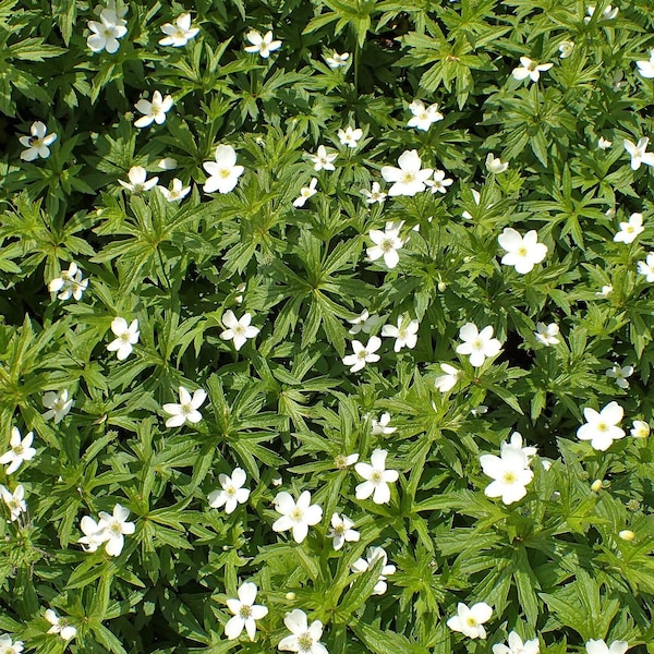 CANADA ANEMONE Seeds *Free Shipping!* Fresh & Organic Anemone canadensis Seeds | White Outdoor Flower Seeds for Planting | Ground Cover