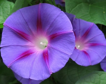 May include: Close-up of three purple morning glory flowers with pink veins. The flowers are in bloom and have a delicate, ruffled appearance. The flowers are surrounded by green leaves.