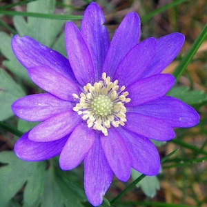 GRECIAN WINDFLOWER Seeds *Free Shipping!* Fresh & Organic Anemone blanda Seeds | Purple Outdoor Flower Seeds for Planting | Winter Anemone