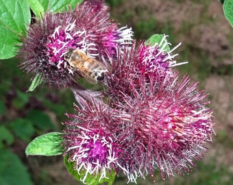 BURDOCK Seeds *Free Shipping!* Fresh & Organic Arctium lappa Seeds, Purple Outdoor Flower Seeds Bulk | Thorny Burr Edible Burdocks