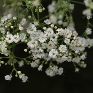 BABYS BREATH Seeds *Free Shipping!* Fresh & Organic Gypsophila paniculata Seeds, White Outdoor Flower Seeds Bulk | Common Gypsophila