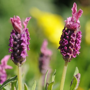 PINK SPANISH LAVENDER Seeds *Free Shipping!* Fresh & Organic Lavandula stoechas seeds, Pink Outdoor Flower Seeds Bulk | Pink Lavender
