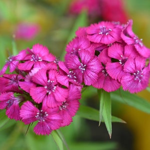 PINK DIANTHUS Seeds *FREE Shipping!* Fresh & Organic Dianthus barbatus seeds | pink outdoor flower seeds bulk | Pink Sweet William
