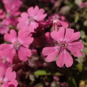 May include: Close-up of vibrant pink flowers with five heart-shaped petals. The flowers have a delicate texture and a darker pink center. The image showcases a cluster of these blooms, with green foliage in the background.