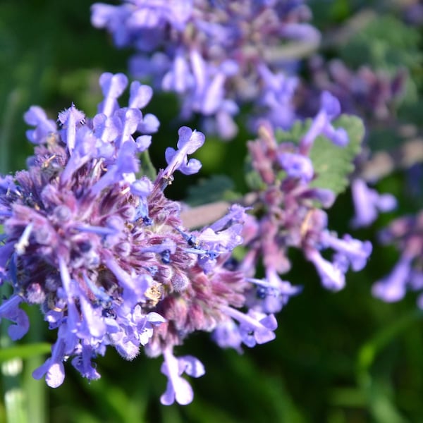 CATMINT Seeds *FREE Shipping!* Fresh & Organic Nepeta cataria Seeds, Purple Outdoor Flower Seeds Bulk | Catnip Seeds, Purple Catmint Seeds