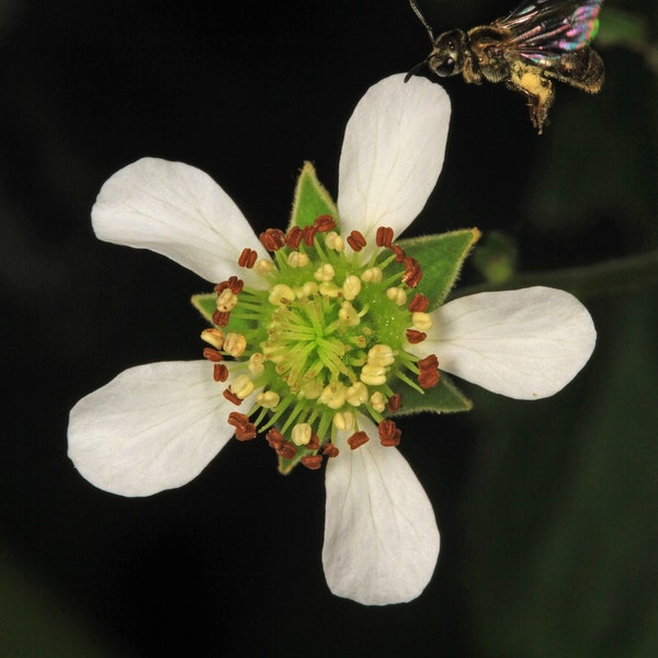 WHITE AVENS Seeds *FREE Shipping!* Fresh & Organic Geum canadense seeds, White Outdoor Plant Flower Seeds Bulk | Canadian Avens Seeds