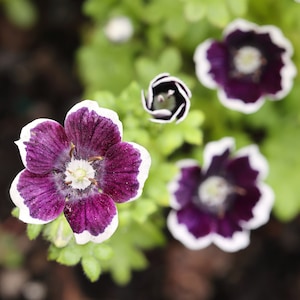 May include: Close-up of purple flowers with white edges. The flowers have a white center and are surrounded by green leaves.