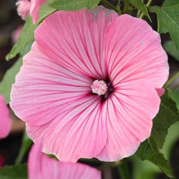 ROYAL MALLOW Seeds *Free Shipping!* Fresh & Organic Lavatera trimestris Seeds | Pink Outdoor Flower Seeds for Planting | Regal Rosemallow