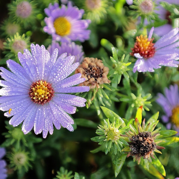 ATOMATIC ASTER Seeds *Free Shipping!* Fresh & Organic Aster oblongifolium Seeds, Blue Outdoor Flower Seeds Bulk | Blue Aster Seeds