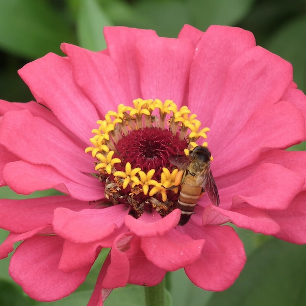 APRICOT ZINNIA Seeds *FREE Shipping!* Fresh & Organic Zinnia elegans seeds, Orange Outdoor Flower Seeds Bulk | Elegant Orange Zinnia