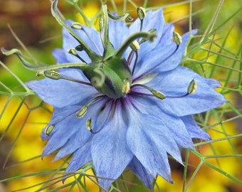 LOVE IN A MIST Seeds *Free Shipping!* Fresh & Organic Nigella damascena Seeds | Blue Outdoor Flower Seeds for Planting | "Devil In The Bush"