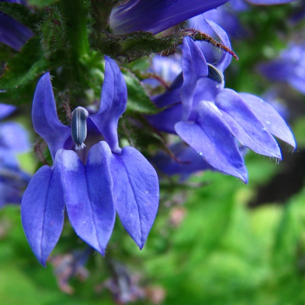 GREAT LOBELIA Seeds *Free Shipping!* Fresh & Organic Lobelia siphilitica Seeds, Blue Outdoor Flower Seeds Bulk | Blue Lobelia Seeds