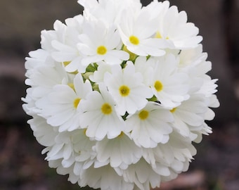 WHITE DRUMSTICK PRIMROSE Seeds *Free Shipping!* Fresh & Organic Primula denticulata seeds, White Outdoor Flower Seeds Bulk | White Primula