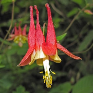 NATIVE WILD COLUMBINE Seeds *Free Shipping!* Fresh & Organic Aquilegia canadensis Seeds, Red Outdoor Flower Seeds Bulk | Canadian Columbine