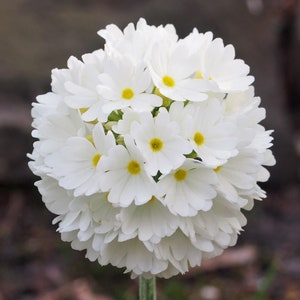 WHITE DRUMSTICK PRIMROSE Seeds *Free Shipping!* Fresh & Organic Primula denticulata seeds, White Outdoor Flower Seeds Bulk | White Primula