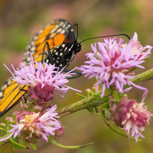 May include: A monarch butterfly with black and orange wings perched on a cluster of pink wildflowers.
