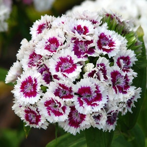 White Bicolor Sweet William Seeds *FREE Shipping!* Fresh & Organic Dianthus barbatus seeds | white outdoor flower seeds bulk