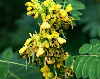 WILD SENNA Seeds *FREE Shipping!* Fresh & Organic Maryland Senna (Cassia marilandica / Senna marilandica) Yellow Perennial Flower Seeds Bulk