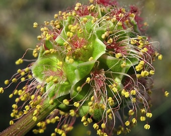 SALAD BURNET Seeds *Free Shipping!* Fresh & Organic Sanguisorba minor Seeds| Pink Outdoor Flower Seeds for Planting | Topers Bloodwort