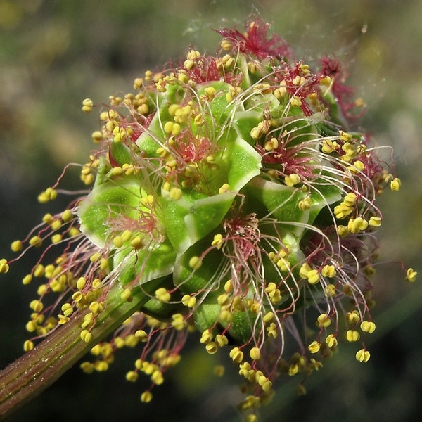 SALAD BURNET Seeds *Free Shipping!* Fresh & Organic Sanguisorba minor Seeds| Pink Outdoor Flower Seeds for Planting | Topers Bloodwort