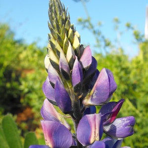 ARROYO LUPINE Seeds *Free Shipping!* Fresh & Organic Lupinus succulentus Seeds, Native Blue Lupine | Outdoor Flower Seeds for Planting