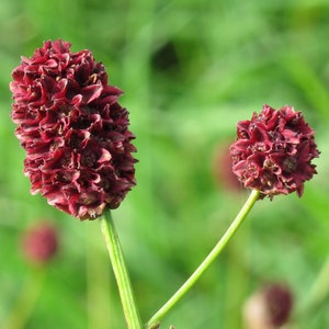 GREAT BURNET Seeds *Free Shipping!* Fresh & Organic Sanguisorba menziesii Seeds | Purple Outdoor Flower Seeds for Planting | Menzies Burnet