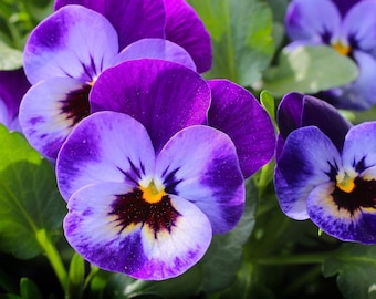 PURPLE PANSY Seeds *Free Shipping!* Fresh & Organic Viola wittrockiana Seeds | Purple Outdoor Flower Seeds for Planting, Cold-Hardy Biennial