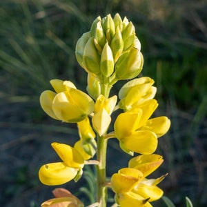 TREE LUPINE Seeds *Free Shipping!* Fresh & Organic Lupinus arboreus Seeds for Planting, Native Perennial Lupine | HUGE Yellow Flowers!