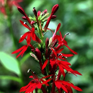 CARDINAL FLOWER Seeds *Free Shipping!* Fresh & Organic Lobelia cardinalis Seeds, Red Outdoor Flower Seeds Bulk | Red Lobelia Flowers
