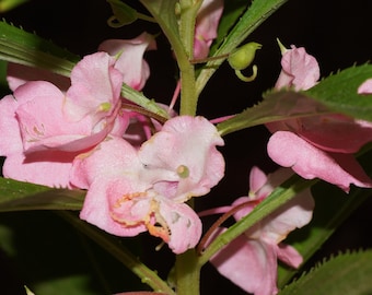 ROSE BALSAM Seeds *Free Shipping!* Fresh & Organic Impatiens balsamina Seeds, Pink Outdoor Flower Seeds Bulk | Touch me Not Balsam