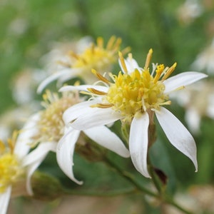 WHITETOP ASTER Seeds *Free Shipping!* Fresh & Organic Aster umbellatus Seeds, White Outdoor Flower Seeds Bulk | Parasol Whitetop Aster