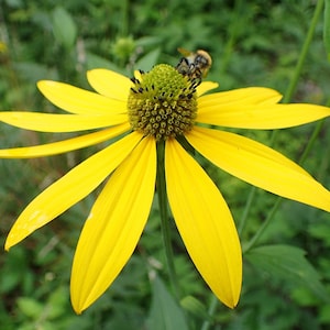 TALL CONEFLOWER Seeds *free Shipping!* Fresh & Organic Rudbeckia ...
