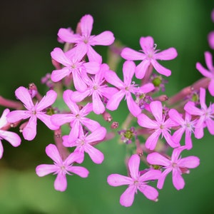May include: A cluster of pink flowers with five petals each, blooming in a garden setting.