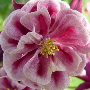 WINKY RED-WHITE Columbine Seeds *Free Shipping!* Aquilegia vulgaris Seeds, Pink Outdoor Flower Seeds for Planting | Columbine Flower Seeds